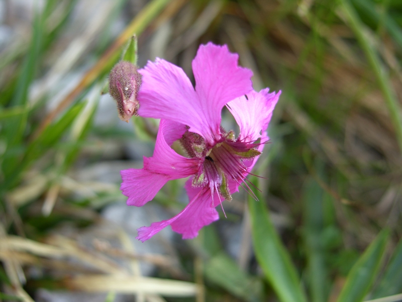 Silene elisabethae / Silene di Elisabetta